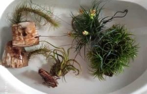 air plant watering