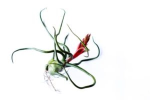 air plant care guide