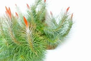 air plant care ultimate guide