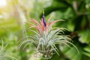 Tillandsia ionantha