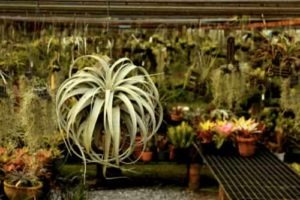 Air plant care