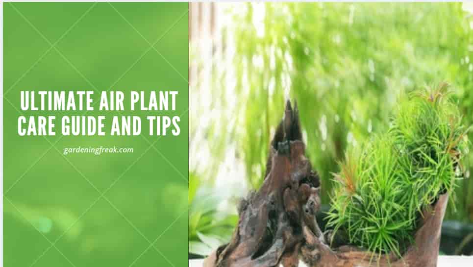 air plant care guide