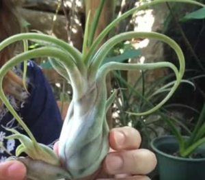 air plant care