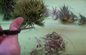 trimming air plant