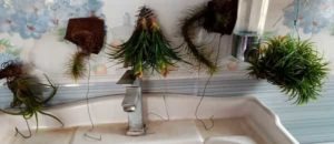 watering air plant