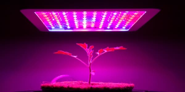 best grow lights for plants