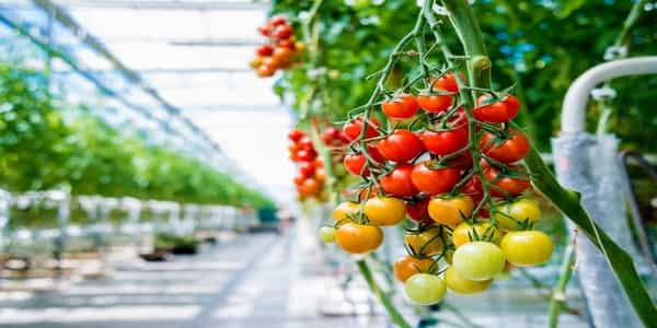 best grow lights for tomatoes