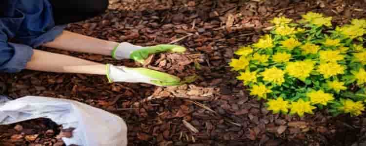 How to keep weeds out of garden naturally