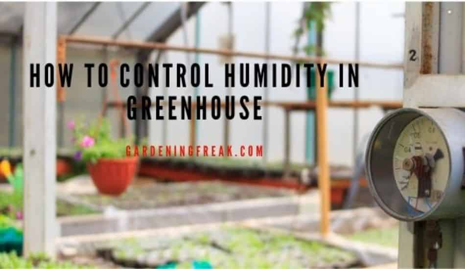 How to control humidity in greenhouse