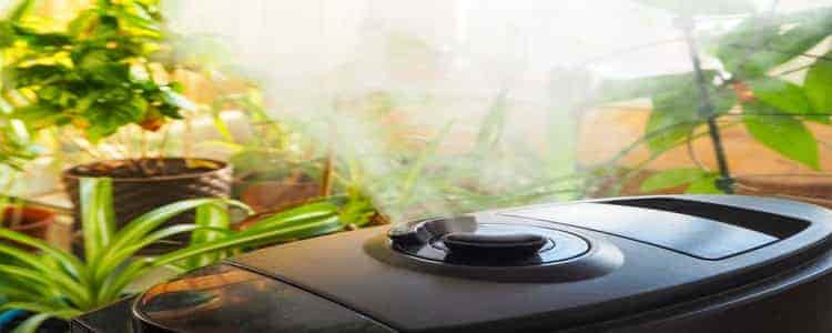 Best plant humidifier 