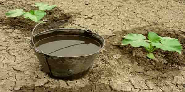 bucket of water inside greenhouse