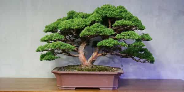 history of bonsai