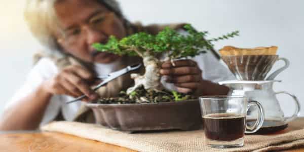 how to take care of bonsai
