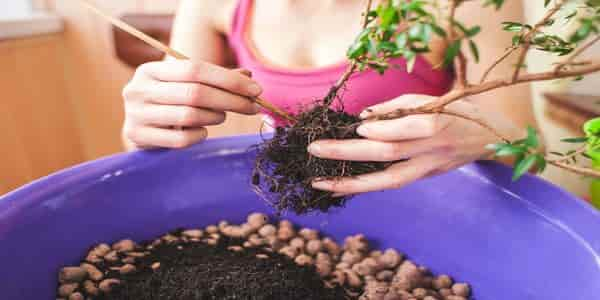 repotting of bonsai