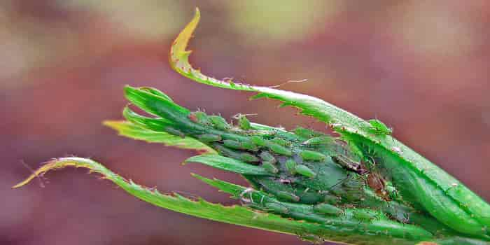 Aphids