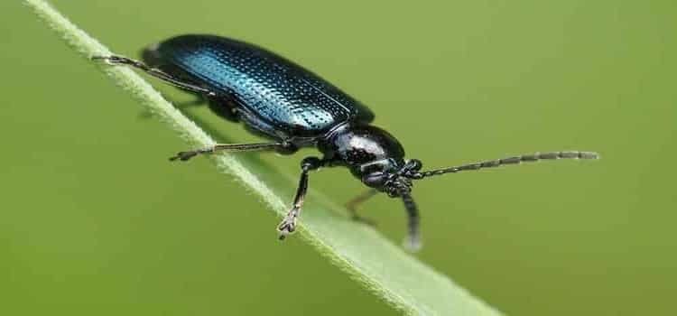 Japanese beetles