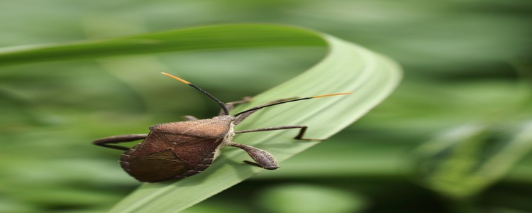 Squash bugs