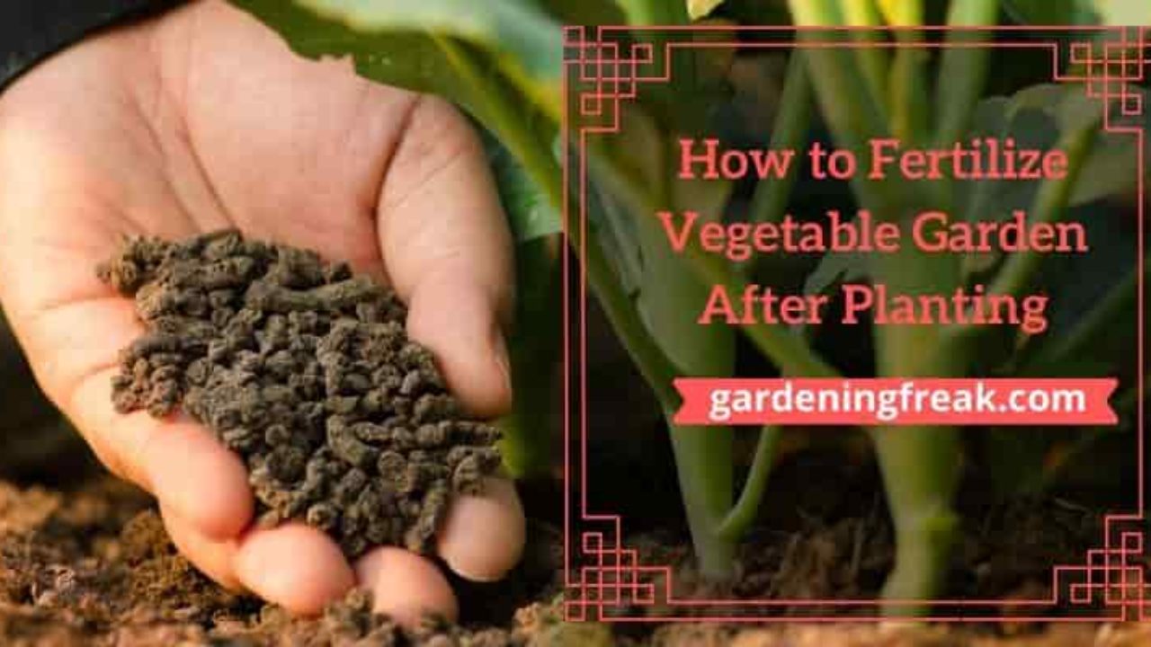 How To Fertilize Vegetable Garden After Planting Gardening