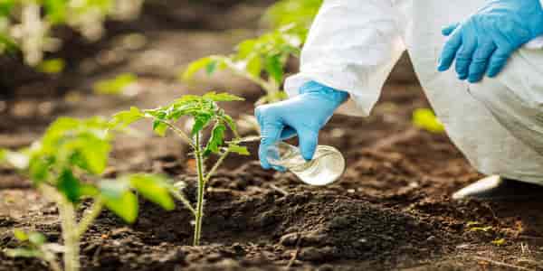 Quick release fertilizer for vegetables