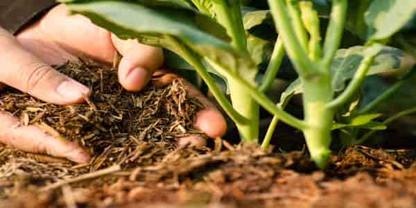 When to fertilize a vegetable garden