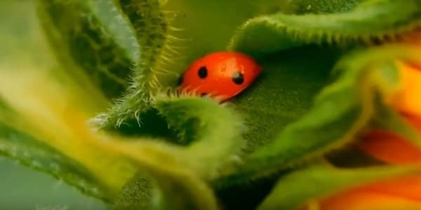 Create some shelter for ladybug