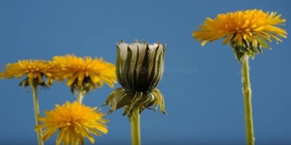 Dandelion