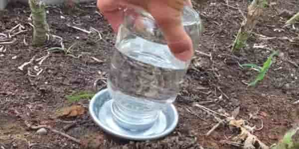 Put some water in water pot in the garden