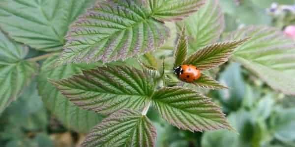 Use plants that attract ladybugs 