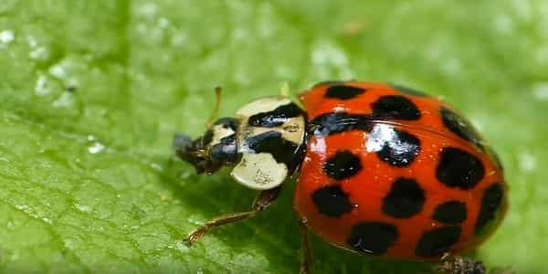 What do ladybugs eat