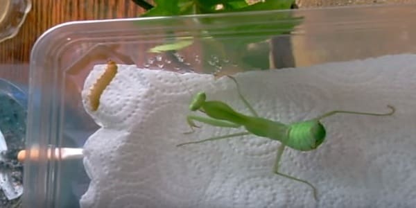Baby praying mantis food