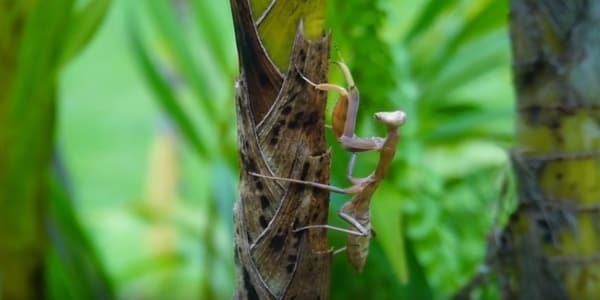 Find a praying mantis in your yard and attract them inside your garden