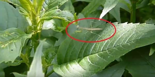 Use Plants that attract praying mantis