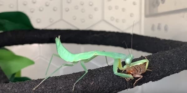 What does a praying mantis eat normally