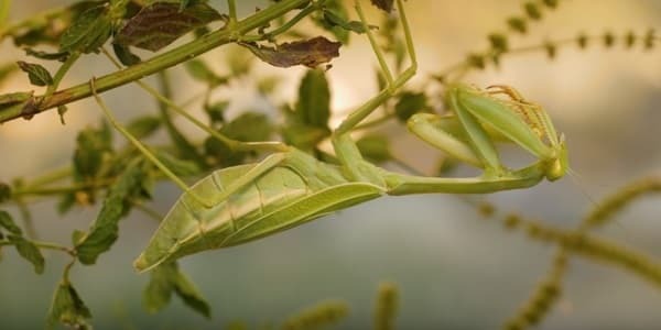 benefits of praying mantis in the garden