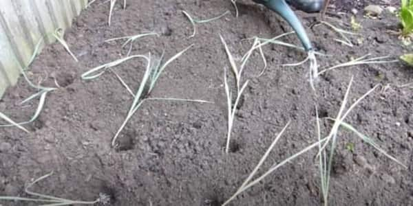 Baby leeks planting technique