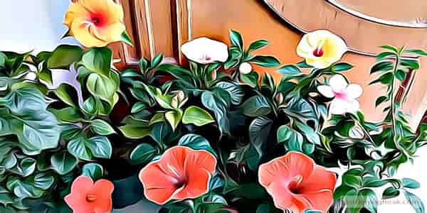 Growing hibiscus in pots after they get large