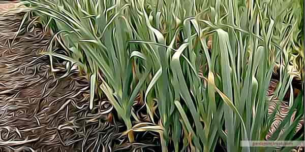 Harvesting leeks