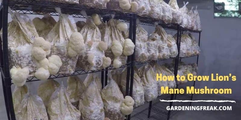 How to Grow Lion’s Mane Mushroom