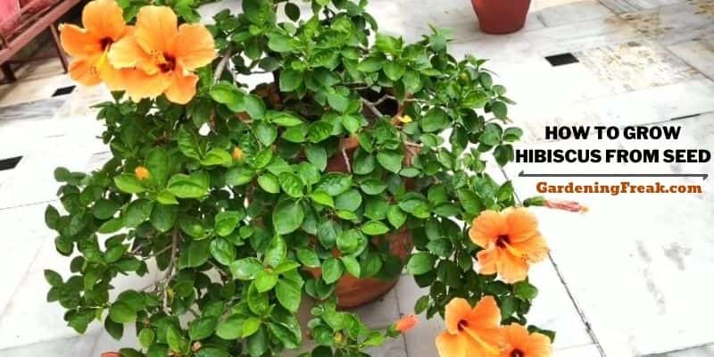 How to grow hibiscus from seed