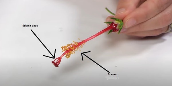 Male and female reproductive organ of hibiscus flower