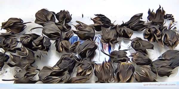 Mature seed pod collection process