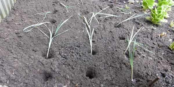 Transplant the leeks into the ground