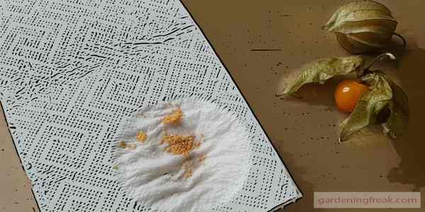 Dry the seed on a paper towel