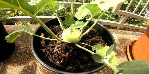 Growing Kohlrabi Indoors in Container