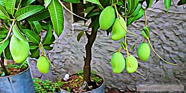 Growing Mango Tree in Pot