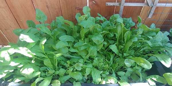 Growing arugula