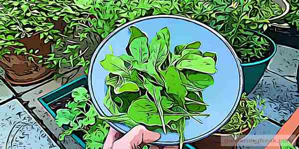 Harvesting arugula