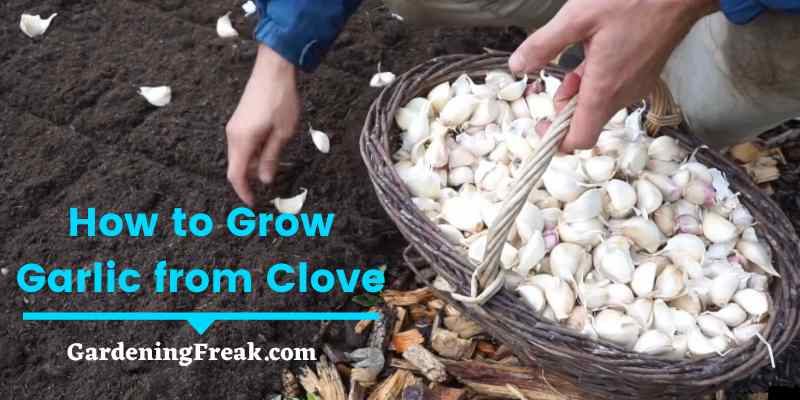 How to Grow Garlic from Clove