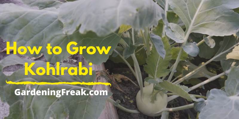 How to Grow Kohlrabi