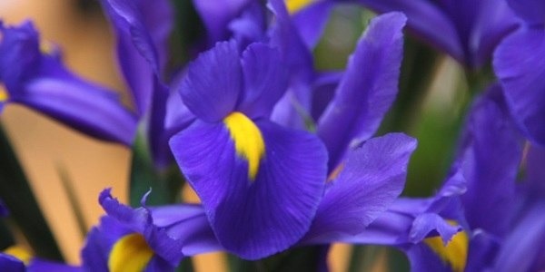 Iris grown using bulbs